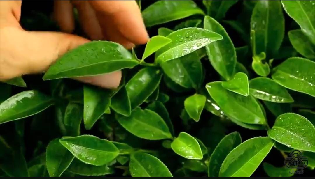 سینی چای